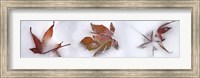 Three fall leaves in snow Fine Art Print