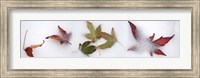 Leaves in the snow Fine Art Print