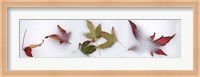 Leaves in the snow Fine Art Print