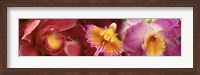 Details of red and violet Orchid flowers Fine Art Print