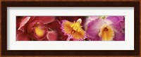 Details of red and violet Orchid flowers Fine Art Print
