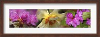 Details of pink and yellow flowers Fine Art Print
