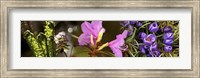 Details of early spring and crocus flowers Fine Art Print