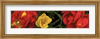 Close-up of red and yellow tulips Fine Art Print