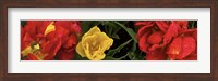Close-up of red and yellow tulips Fine Art Print