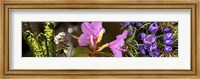 Details of early spring flowers Fine Art Print