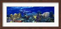 Stoplight parrotfish (Sparisoma viride) with a Hawksbill Turtle (Eretmochelys Imbricata) underwater Fine Art Print
