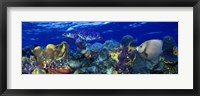 Stoplight parrotfish (Sparisoma viride) with a Hawksbill Turtle (Eretmochelys Imbricata) underwater Fine Art Print