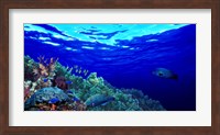 Underwater view of Longfin bannerfish (Heniochus acuminatus) with Red Firefish (Nemateleotris magnifica) and soft corals Fine Art Print
