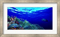 Underwater view of Longfin bannerfish (Heniochus acuminatus) with Red Firefish (Nemateleotris magnifica) and soft corals Fine Art Print