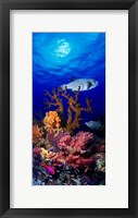 Underwater view of Bristly puffer fish (Arothron hispidus) with triggerfish and Anthias Fishes Fine Art Print