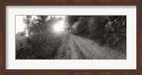 Dirt road through a forest, Chiang Mai Province, Thailand (black and white) Fine Art Print