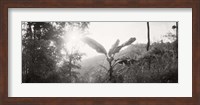 Sunlight through trees in a forest in black and white, Chiang Mai Province, Thailand Fine Art Print