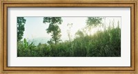 Sunlight coming through the trees in a forest, Chiang Mai Province, Thailand Fine Art Print