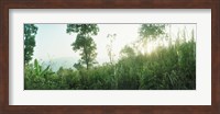 Sunlight coming through the trees in a forest, Chiang Mai Province, Thailand Fine Art Print