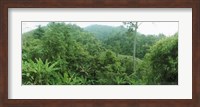 Vegetation in a forest, Chiang Mai Province, Thailand Fine Art Print