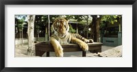 Tiger (Panthera tigris) in a tiger reserve, Tiger Kingdom, Chiang Mai, Thailand Fine Art Print