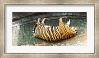 Tiger (Panthera tigris) sleeping in a tiger reserve, Tiger Kingdom, Chiang Mai, Thailand Fine Art Print