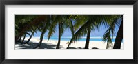 Palm trees on the beach, Aitutaki, Cook Islands Fine Art Print