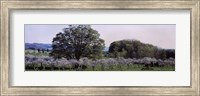 Cherry trees in an Orchard, Michigan, USA Fine Art Print