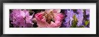 Colorful rhododendrons flowers Fine Art Print