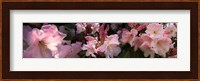 Close-up of pink rhododendron flowers Fine Art Print