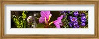 Close-up of purple and pink flowers Fine Art Print