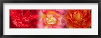 Close-up of three Rose flowers Fine Art Print