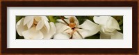 Close-up of white magnolia flowers Fine Art Print