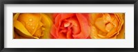 Close-up of roses with dew drops Fine Art Print