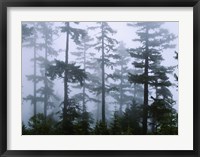 Silhouette of trees with fog, Douglas Fir, Hemlock Tree, Olympic Mountains, Olympic National Park, Washington State, USA Fine Art Print
