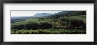 Vineyard with mountains, Constantiaberg, Constantia, Cape Winelands, Cape Town, Western Cape Province, South Africa Fine Art Print