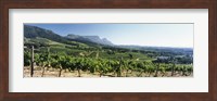 Vineyard with Constantiaberg Range and Table Mountain, Constantia, Cape Town, Western Cape Province, South Africa Fine Art Print