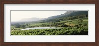 Vineyard with Constantiaberg mountain range, Constantia, Cape Winelands, Cape Town, Western Cape Province, South Africa Fine Art Print