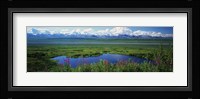 Fireweed flowers in bloom by lake, distant Mount McKinley and Alaska Range in clouds, Denali National Park, Alaska, USA. Fine Art Print