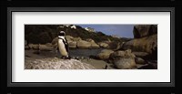 Colony of Jackass penguins on the beach, Boulder Beach, Cape Town, Western Cape Province, Republic of South Africa Fine Art Print