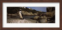 Colony of Jackass penguins on the beach, Boulder Beach, Cape Town, Western Cape Province, Republic of South Africa Fine Art Print