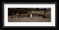Colony of Jackass penguins with tourists, Boulder Beach, False Bay, Cape Town, Western Cape Province, Republic of South Africa Fine Art Print
