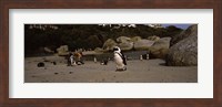 Colony of Jackass penguins with tourists, Boulder Beach, False Bay, Cape Town, Western Cape Province, Republic of South Africa Fine Art Print