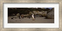 Colony of Jackass penguins with tourists, Boulder Beach, False Bay, Cape Town, Western Cape Province, Republic of South Africa Fine Art Print