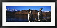 Two King penguins on shore of Cumberland Bay East, King Edward Point, Cumberland Bay, South Georgia Island Fine Art Print