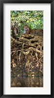 Jaguar resting at the riverside, Three Brothers River, Meeting of the Waters State Park, Pantanal Wetlands, Brazil Fine Art Print