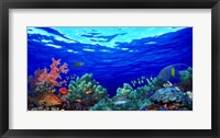 Underwater view of Pallid triggerfish, Oriental Sweetlips and Longfin bannerfish with Yellowbar Angelfish Fine Art Print