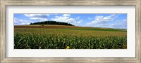 Field Of Corn With Tractor In Distance, Carroll County, Maryland, USA Fine Art Print