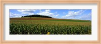 Field Of Corn With Tractor In Distance, Carroll County, Maryland, USA Fine Art Print