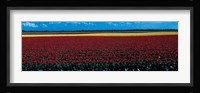 Tulip field near Spalding Lincolnshire England Fine Art Print