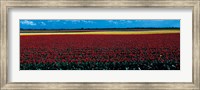 Tulip field near Spalding Lincolnshire England Fine Art Print