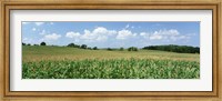 Corn Crop In A Field, Wyoming County, New York State, USA Fine Art Print