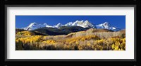 USA, Colorado, Rocky Mountains, aspens, autumn Fine Art Print