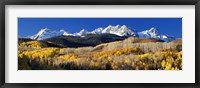USA, Colorado, Rocky Mountains, aspens, autumn Framed Print